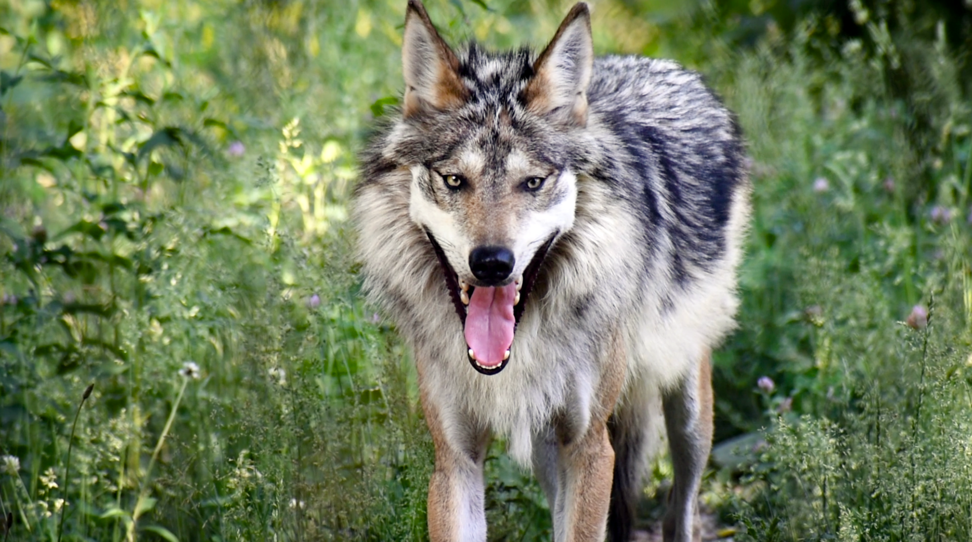 Jun. 2023 - Regenstein Wolf Woods - Mexican Wolf