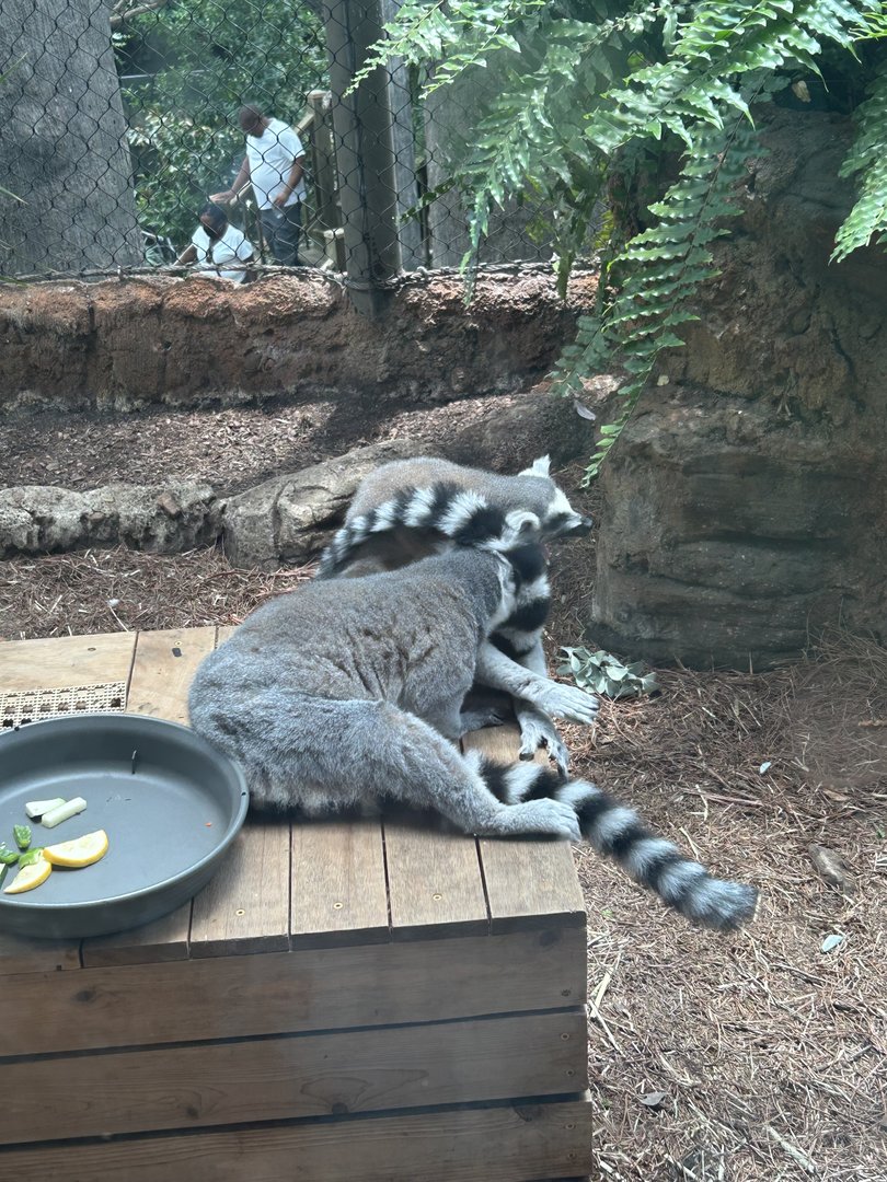 Jun. 2023- Ring-tailed lemurs