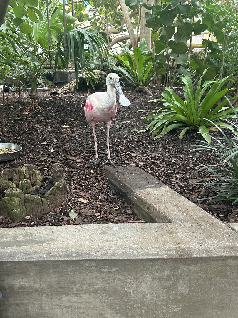 Jun. 2023- Roseate spoonbill