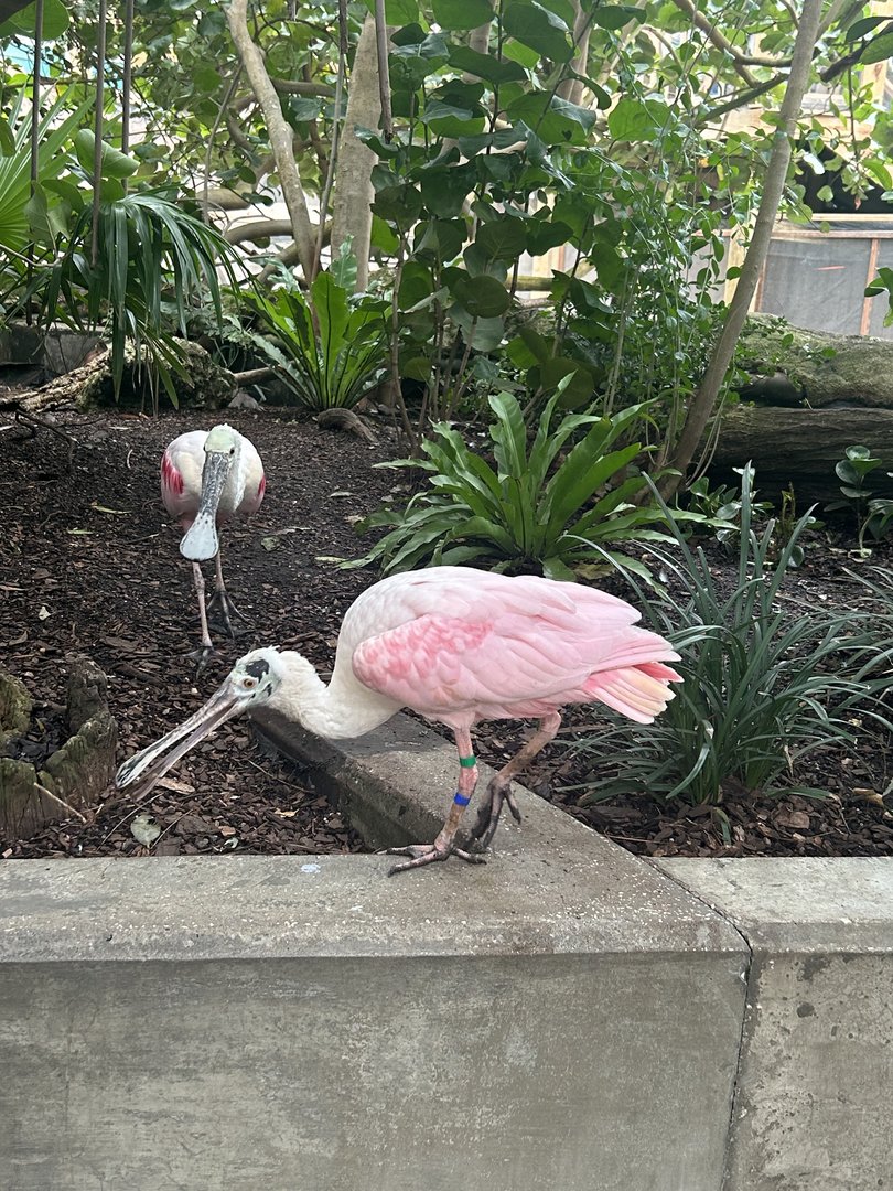 Jun. 2023- Roseate spoonbills