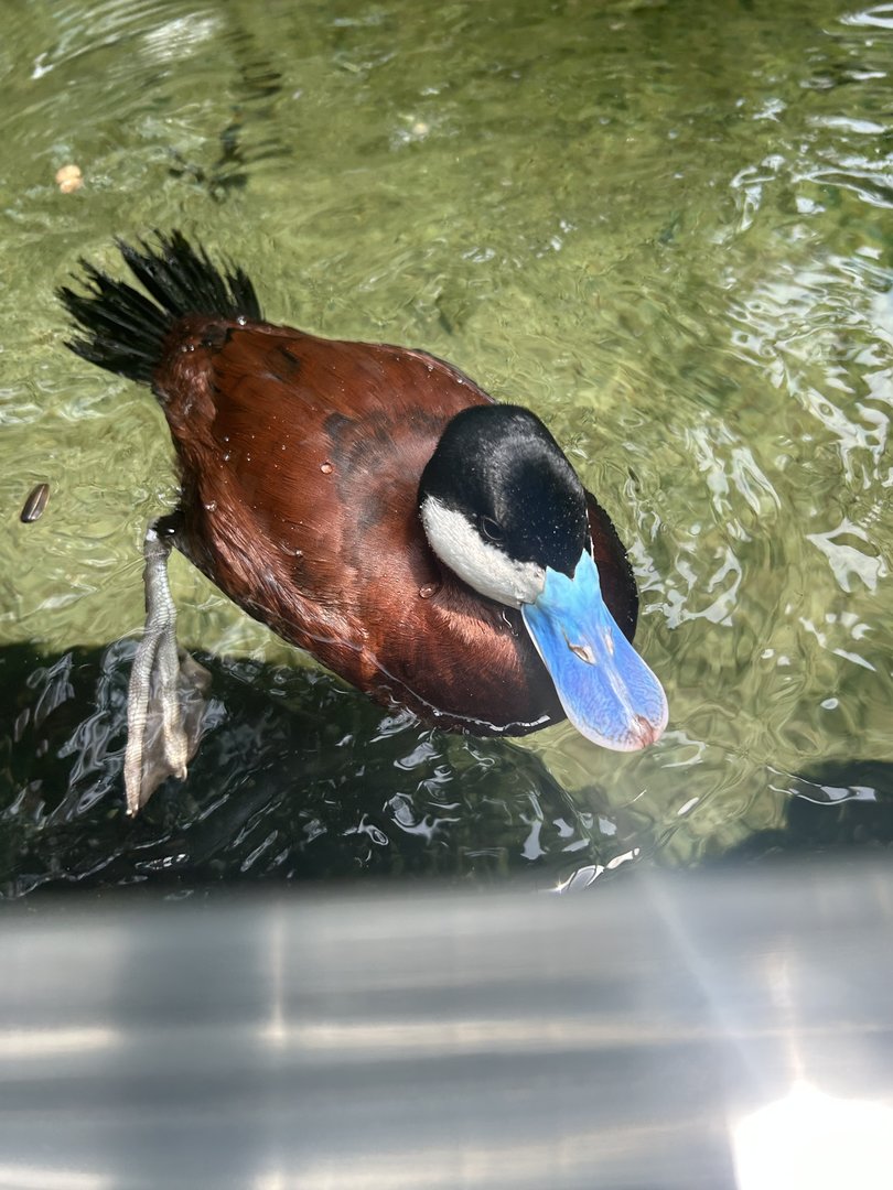 Jun. 2023- Ruddy duck