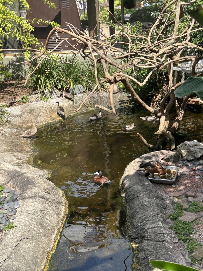 Jun. 2023- Ruddy ducks, Puna teals, Marbled teal, and Fulvous whistling duck