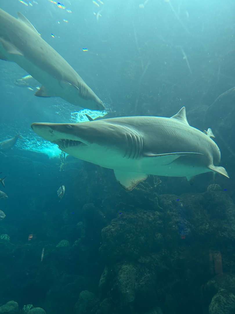 Jun. 2023- Sand tiger sharks