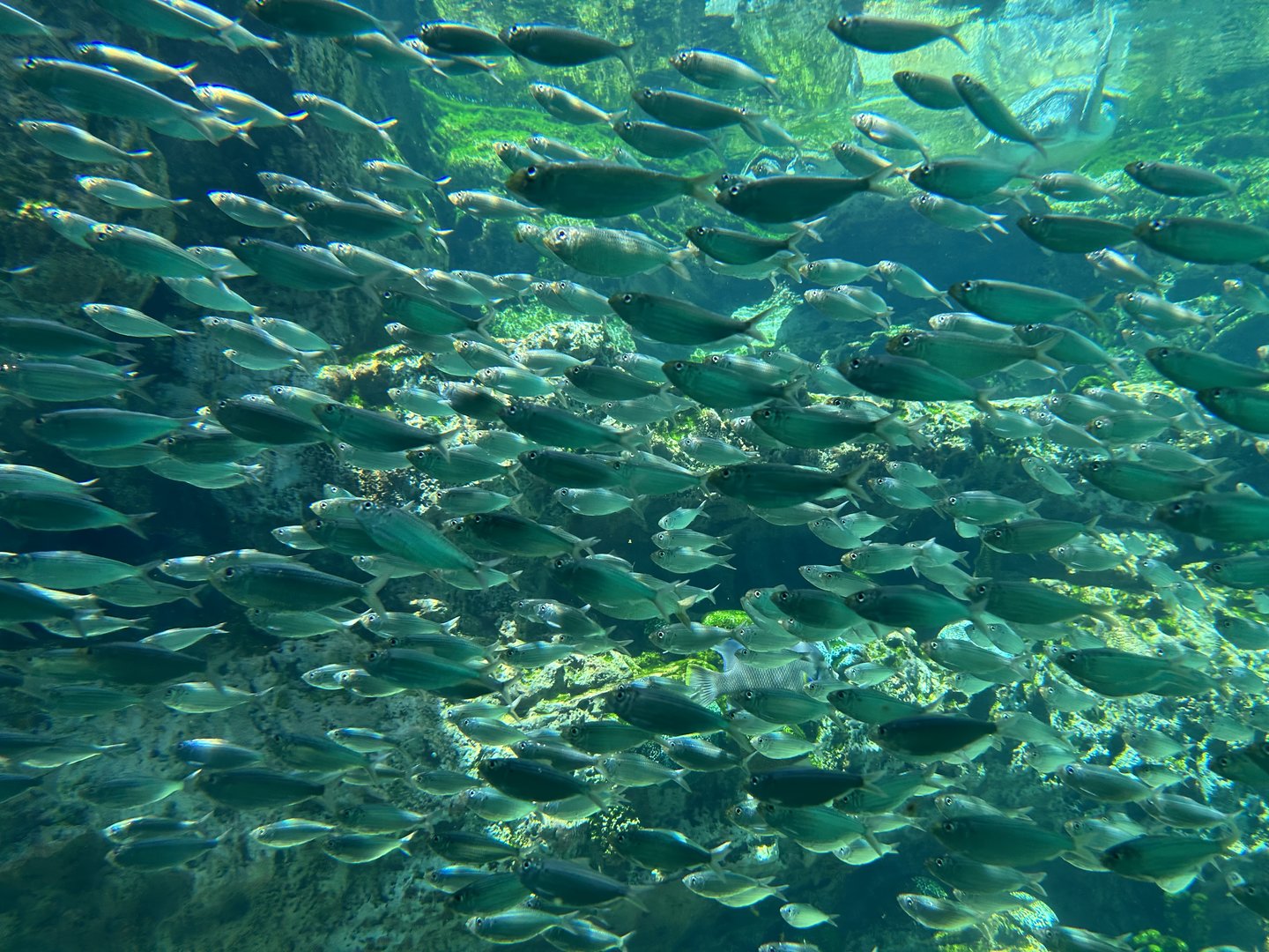 Jun. 2023- Scaled sardines