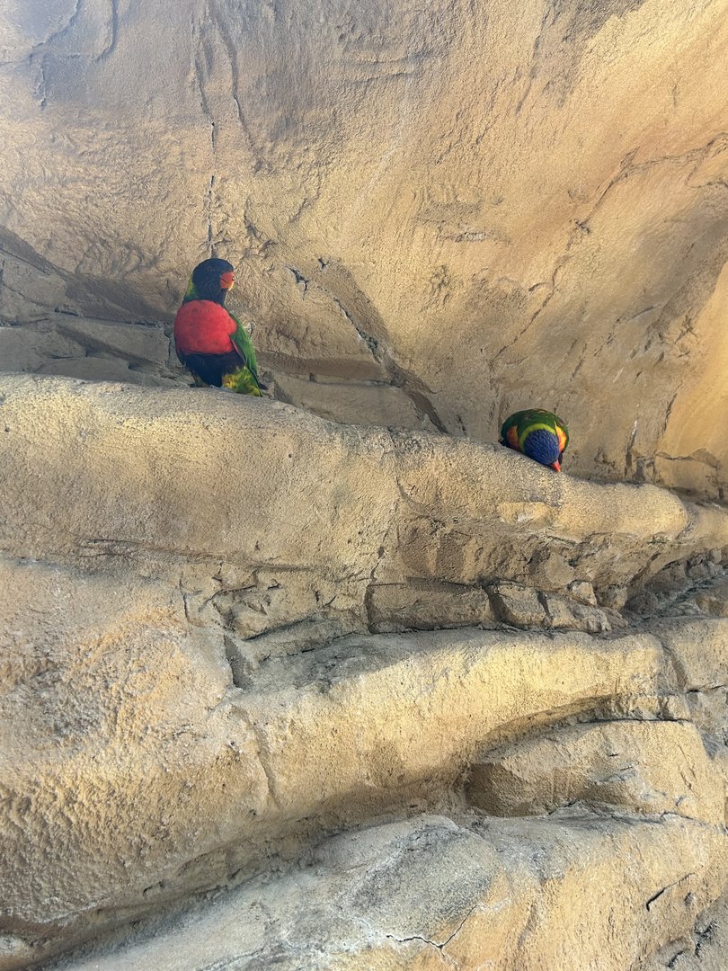 Jun. 2023- Scarlet-breasted lorikeet and Rainbow lorikeet