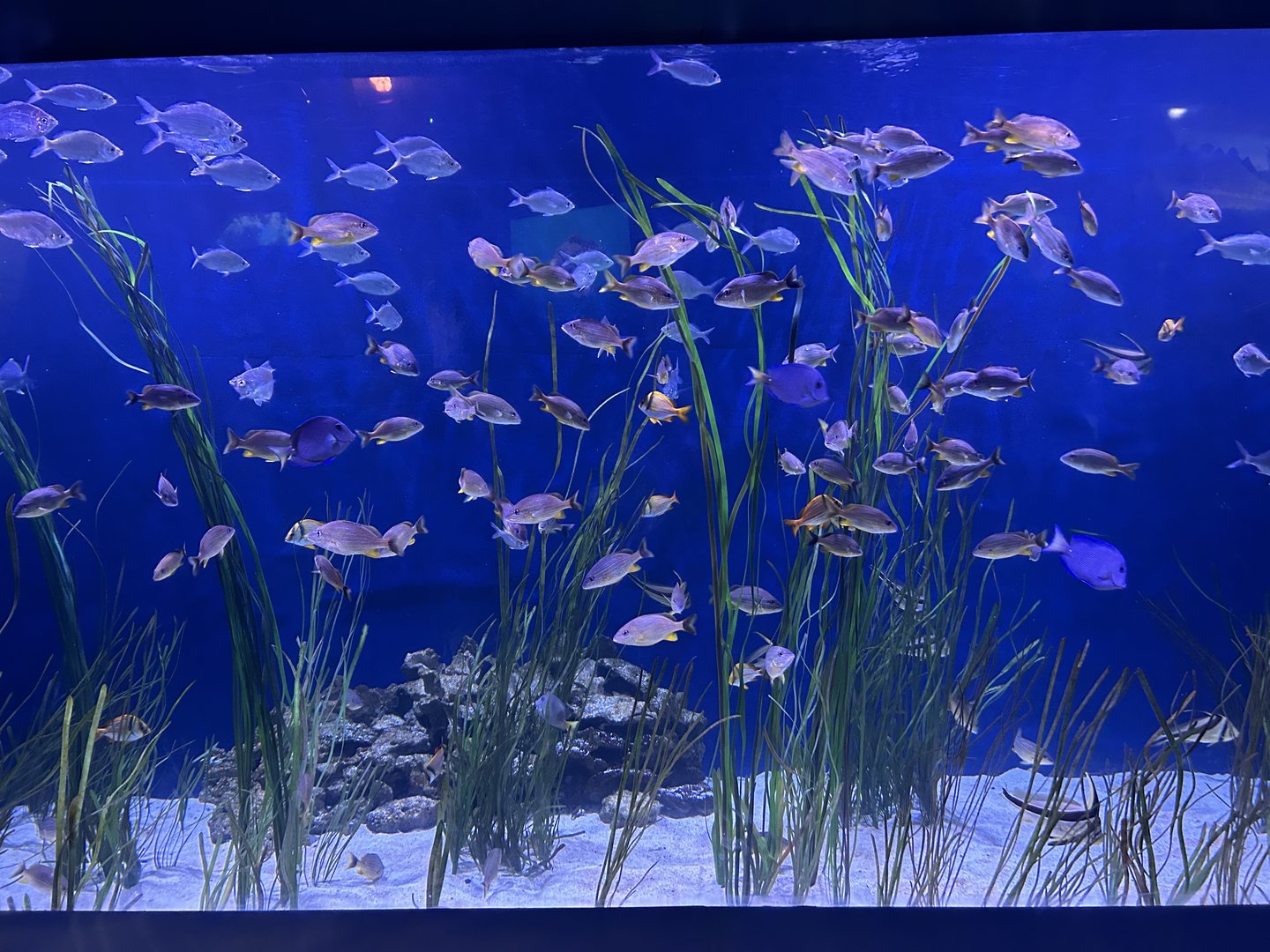 Jun. 2023- Seagrass tank