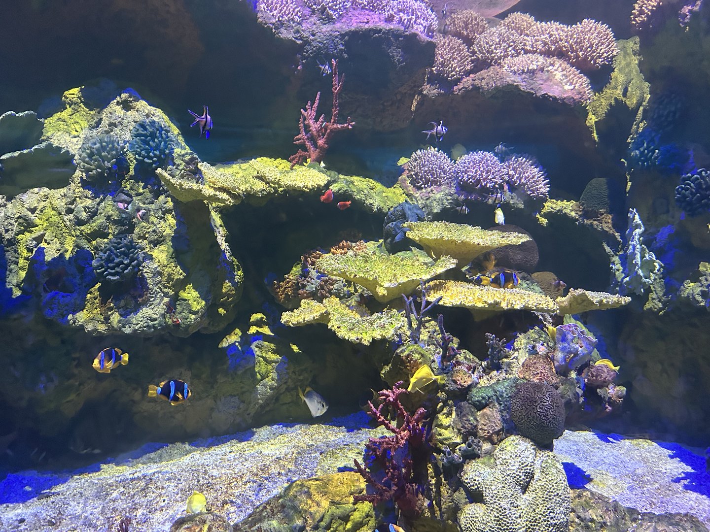 Jun. 2023- Shark Encounter reef tank