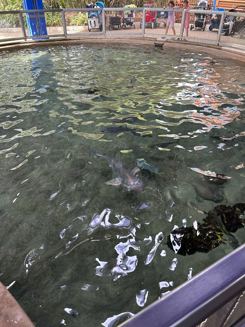 Jun. 2023- Shark lagoon