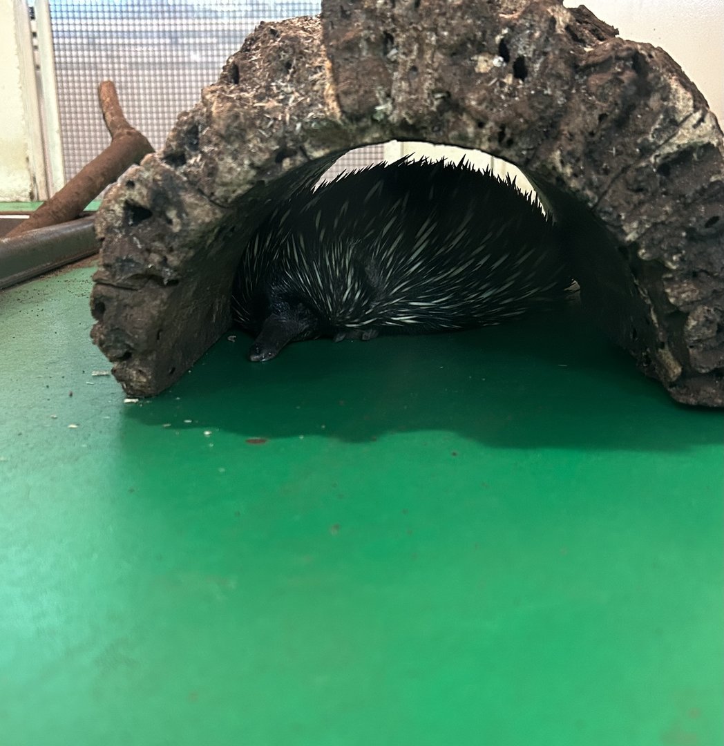 Jun. 2023- Short-beaked echidna