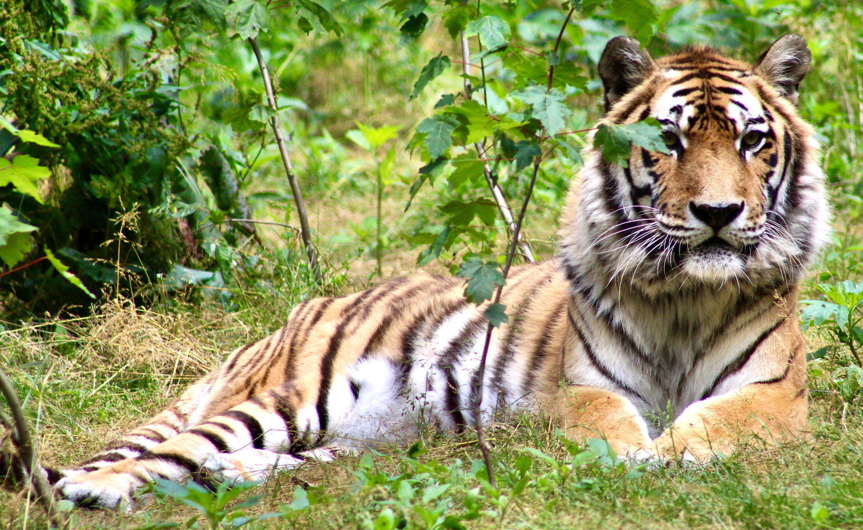 Jun. 2023 - Siberian Tiger