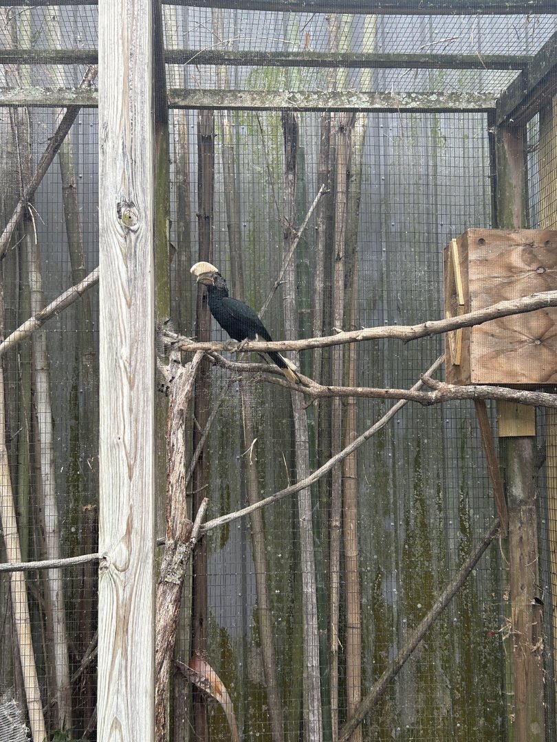 Jun. 2023- Silvery-cheeked hornbill