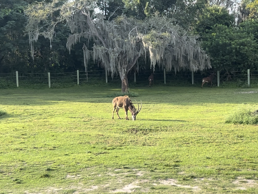 Jun. 2023- Southern sable antelopes