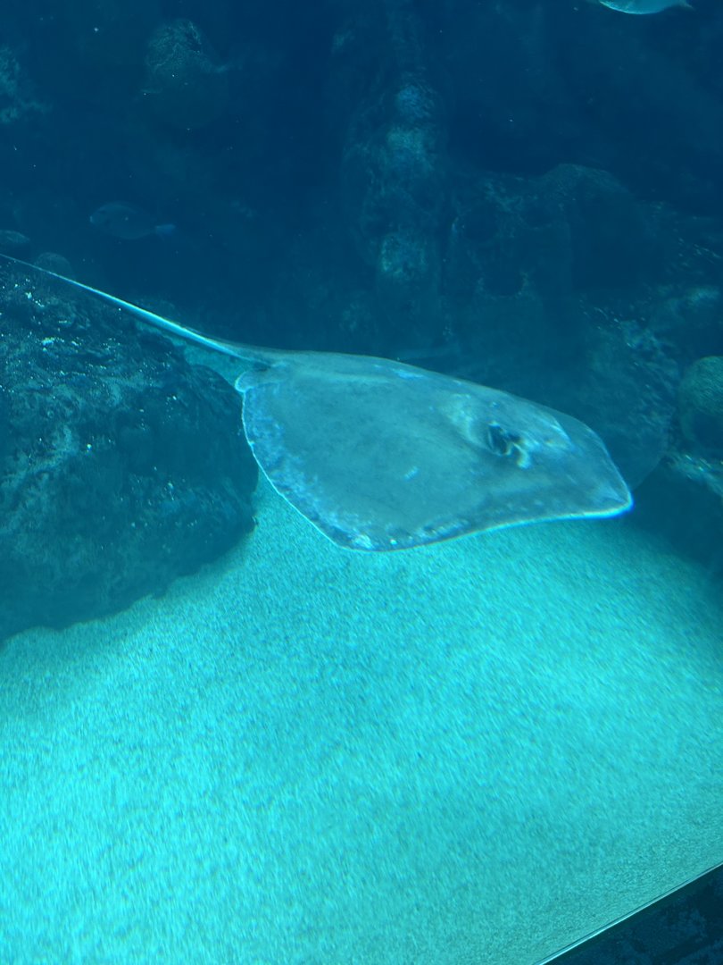 Jun. 2023- Southern stingray