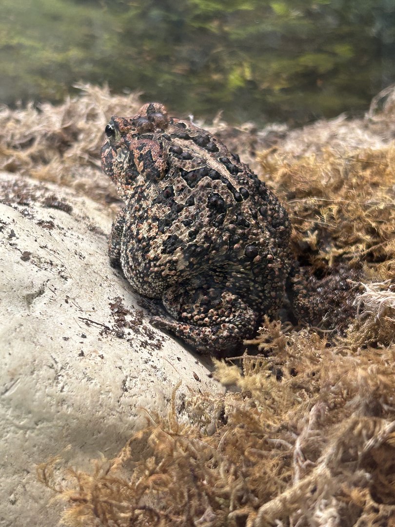 Jun. 2023- Southern toad