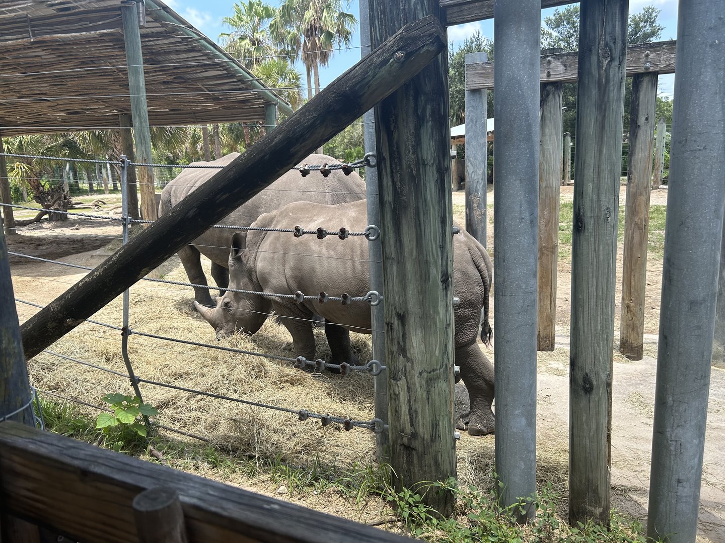 Jun. 2023- Southern white rhinoceros
