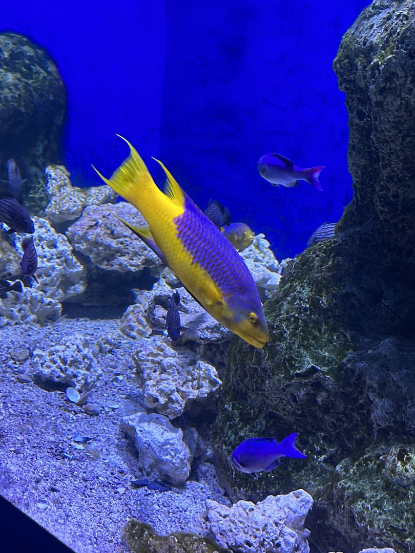 Jun. 2023- Spanish hogfish