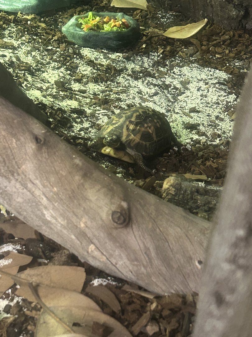 Jun. 2023- Spider tortoise