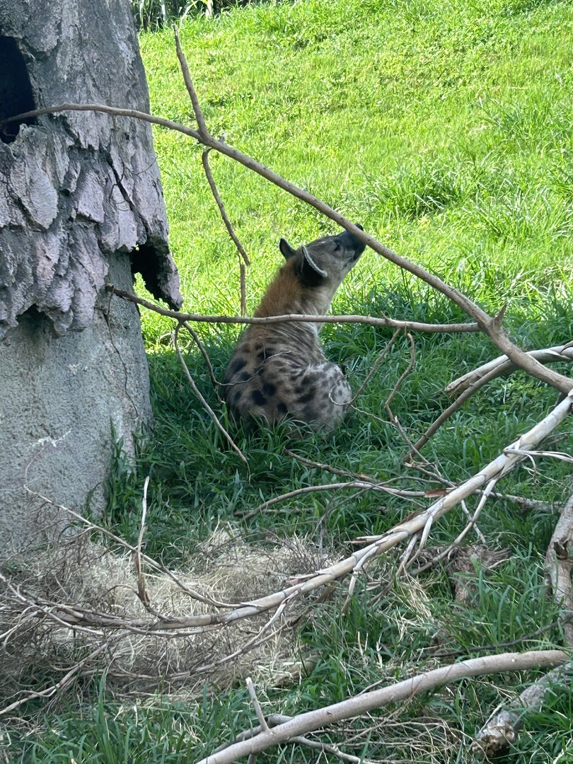 Jun. 2023- Spotted hyena