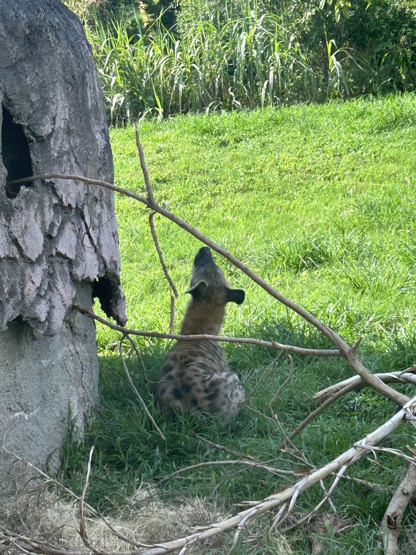 Jun. 2023- Spotted hyena