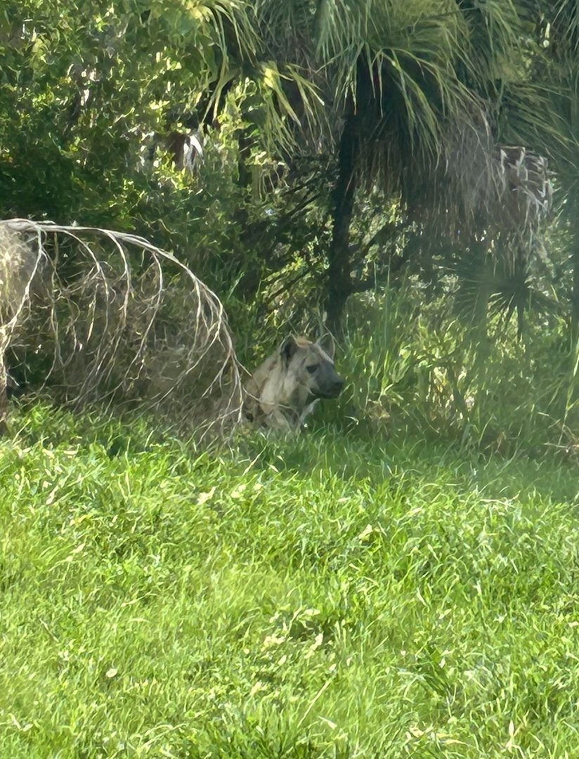 Jun. 2023- Spotted hyena