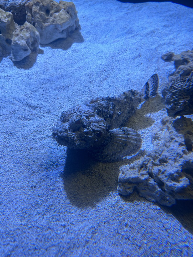 Jun. 2023- Spotted scorpionfish