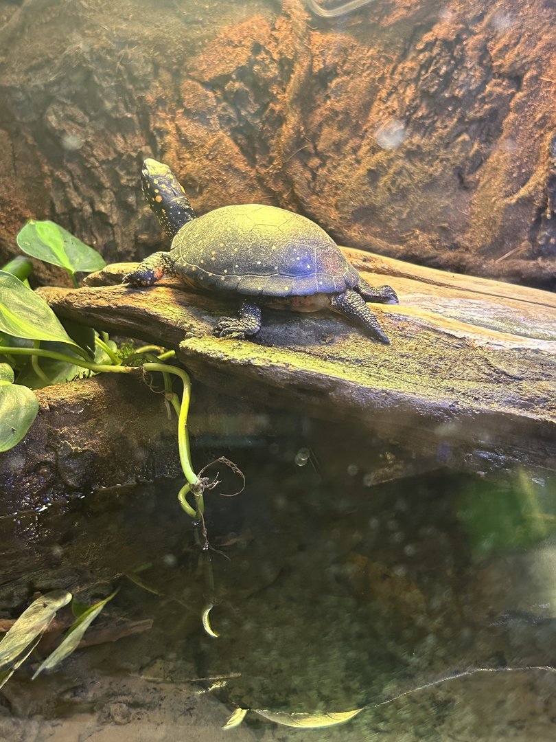 Jun. 2023- Spotted turtle