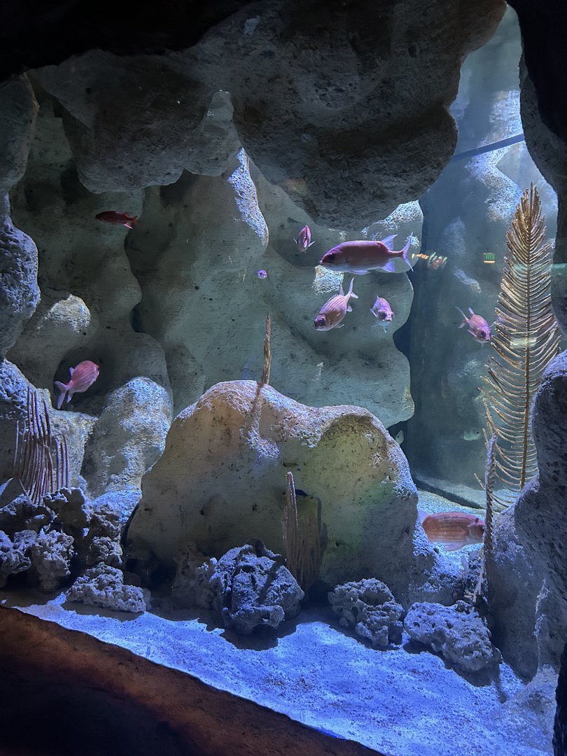 Jun. 2023- Squirrelfish tank