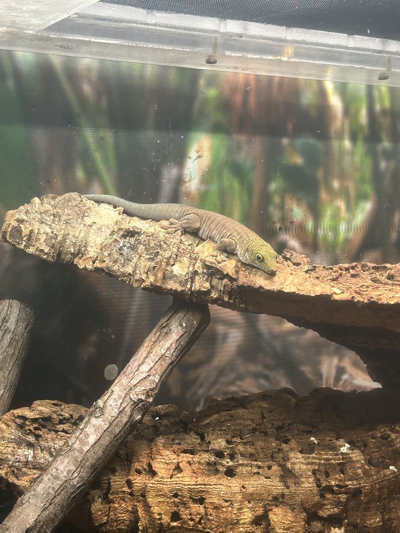 Jun. 2023- Standing’s day gecko