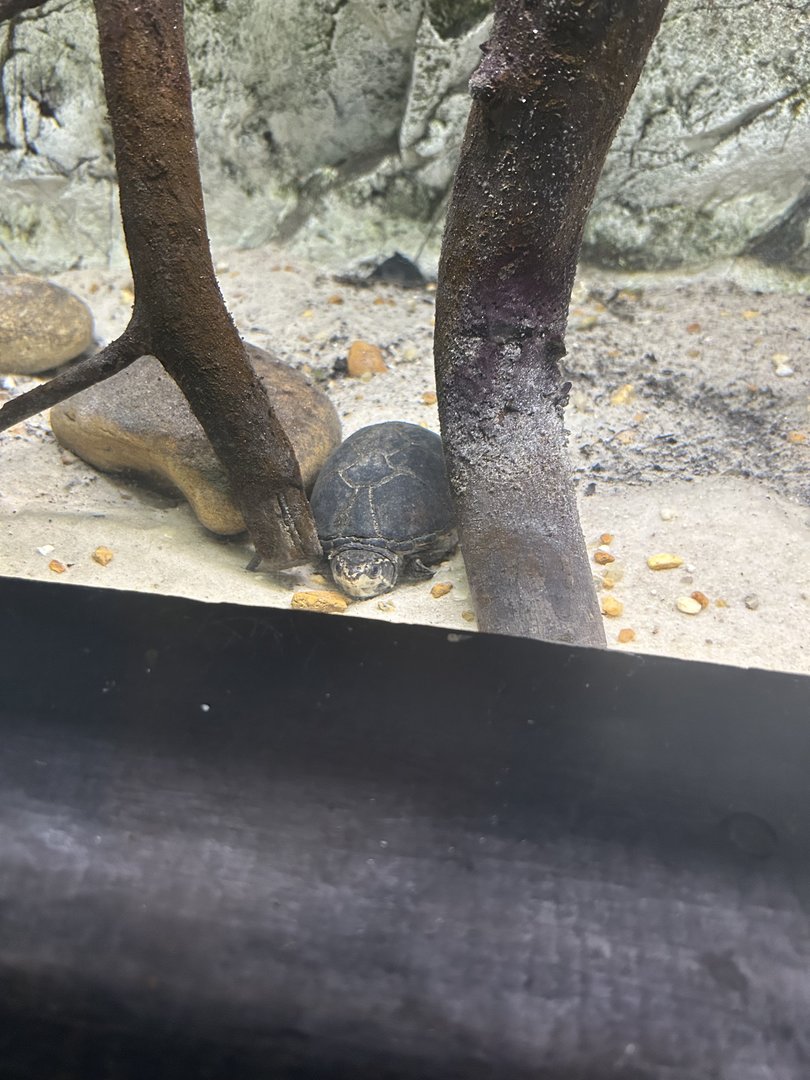 Jun. 2023- Stinkpot turtle