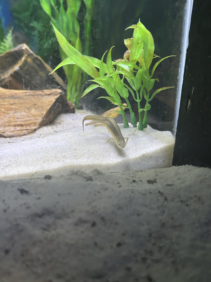 Jun. 2023- Striped newt