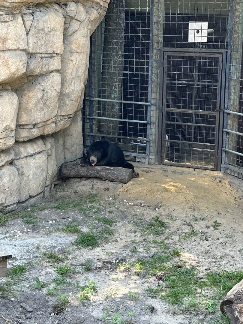 Jun. 2023- Sun bear