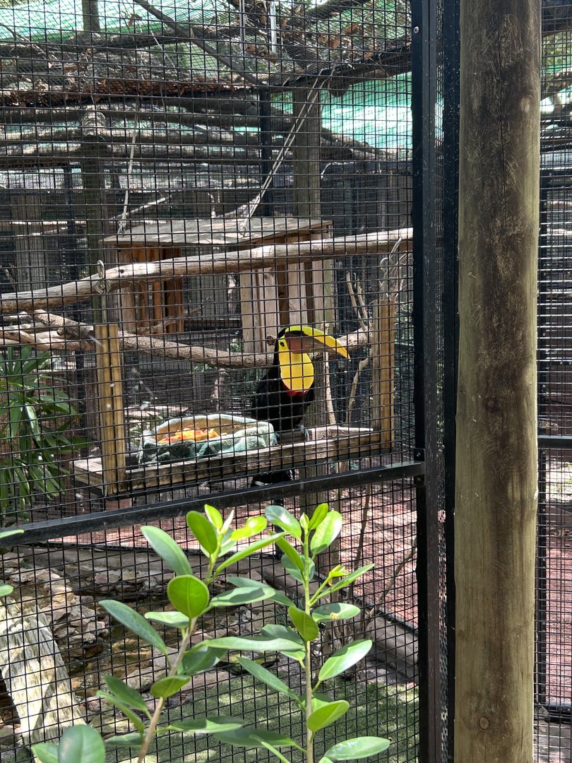 Jun. 2023- Swainson’s toucan