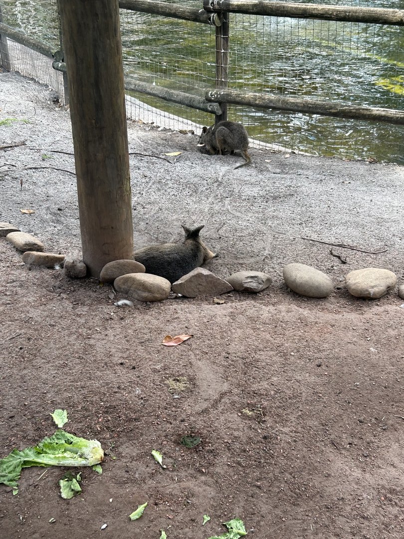 Jun. 2023- Tammar wallabies