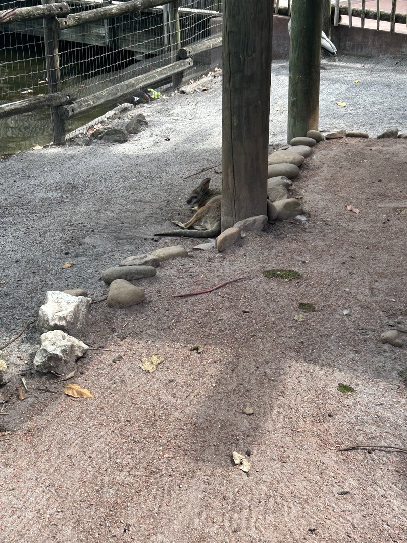 Jun. 2023- Tammar wallaby