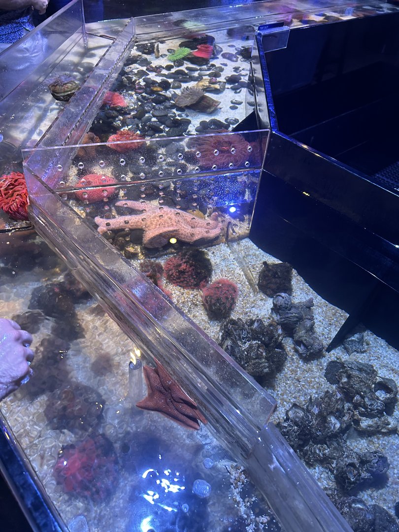 Jun. 2023- Touch pool