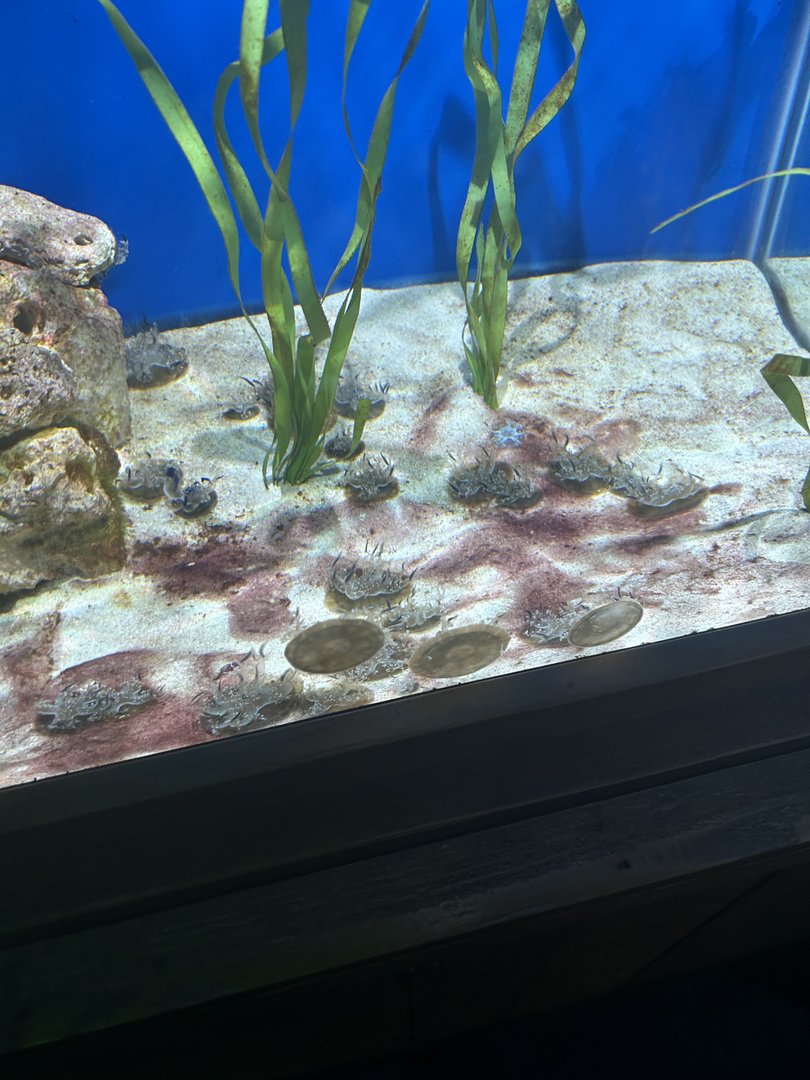 Jun. 2023- Upside-down jellyfish