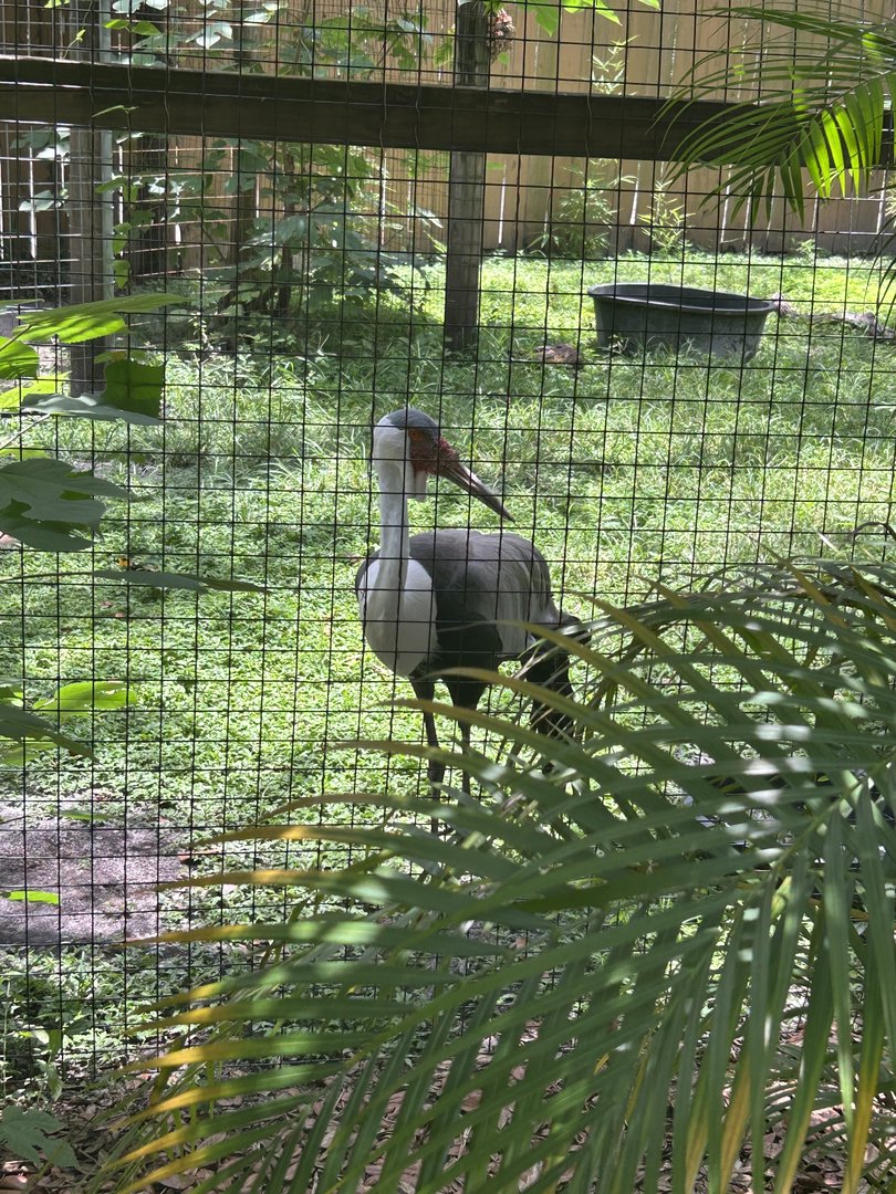 Jun. 2023- Wattled crane
