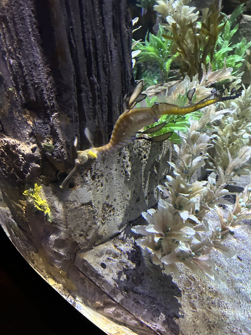 Jun. 2023- Weedy seadragon