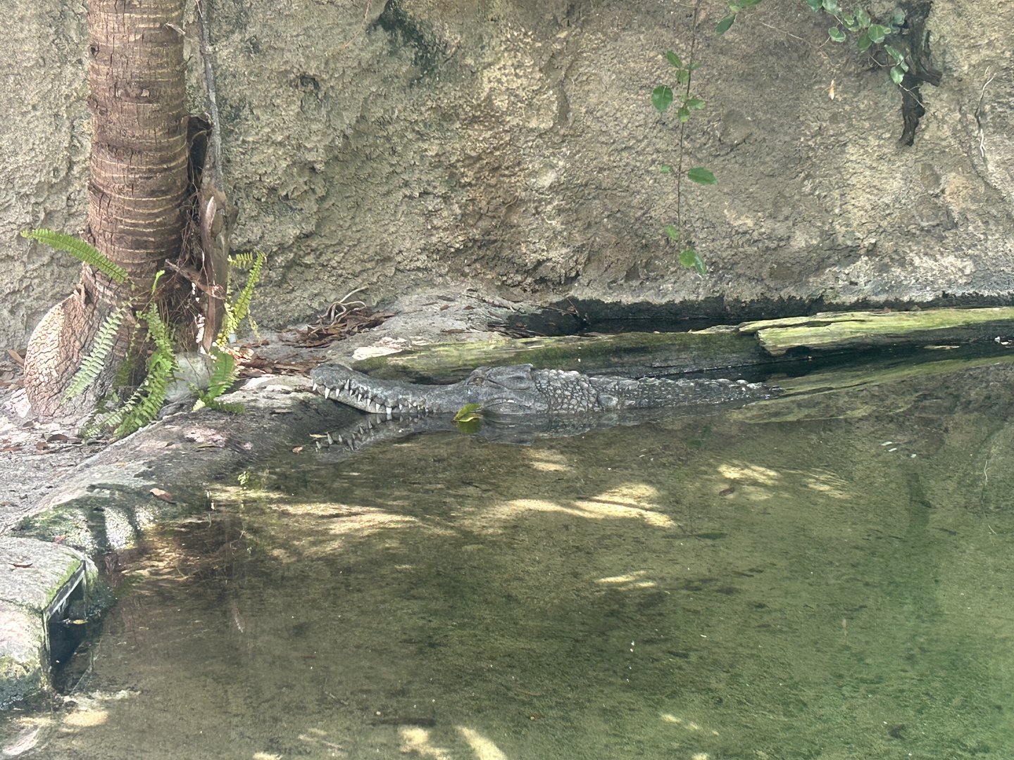 Jun. 2023- West African slender-snouted crocodile