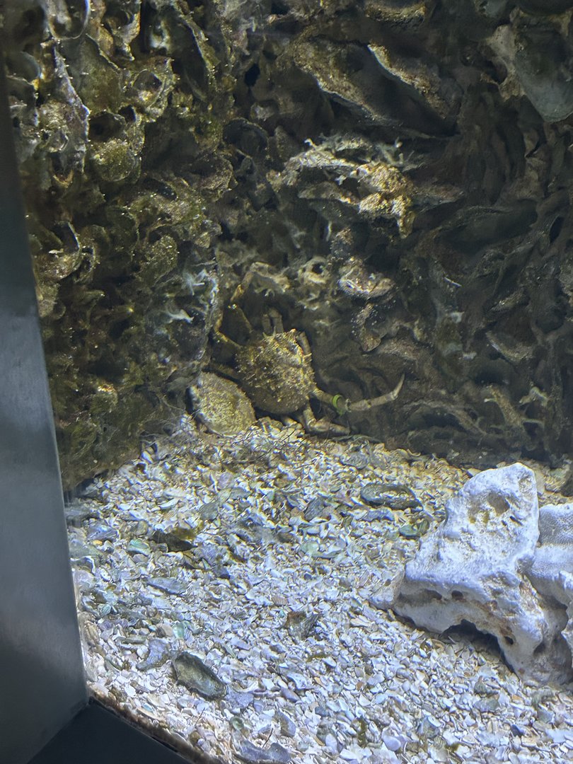 Jun. 2023- West Indian spider crab