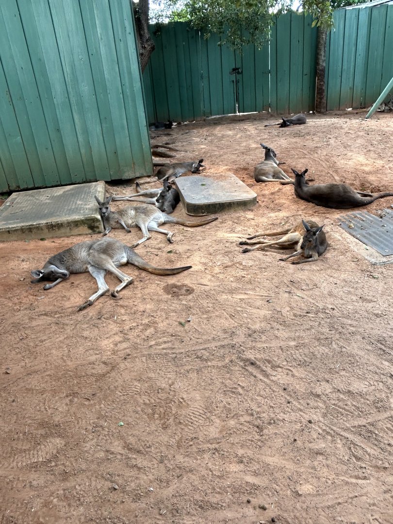 Jun. 2023- Western grey kangaroos, Eastern grey kangaroos, and Common wallaroo