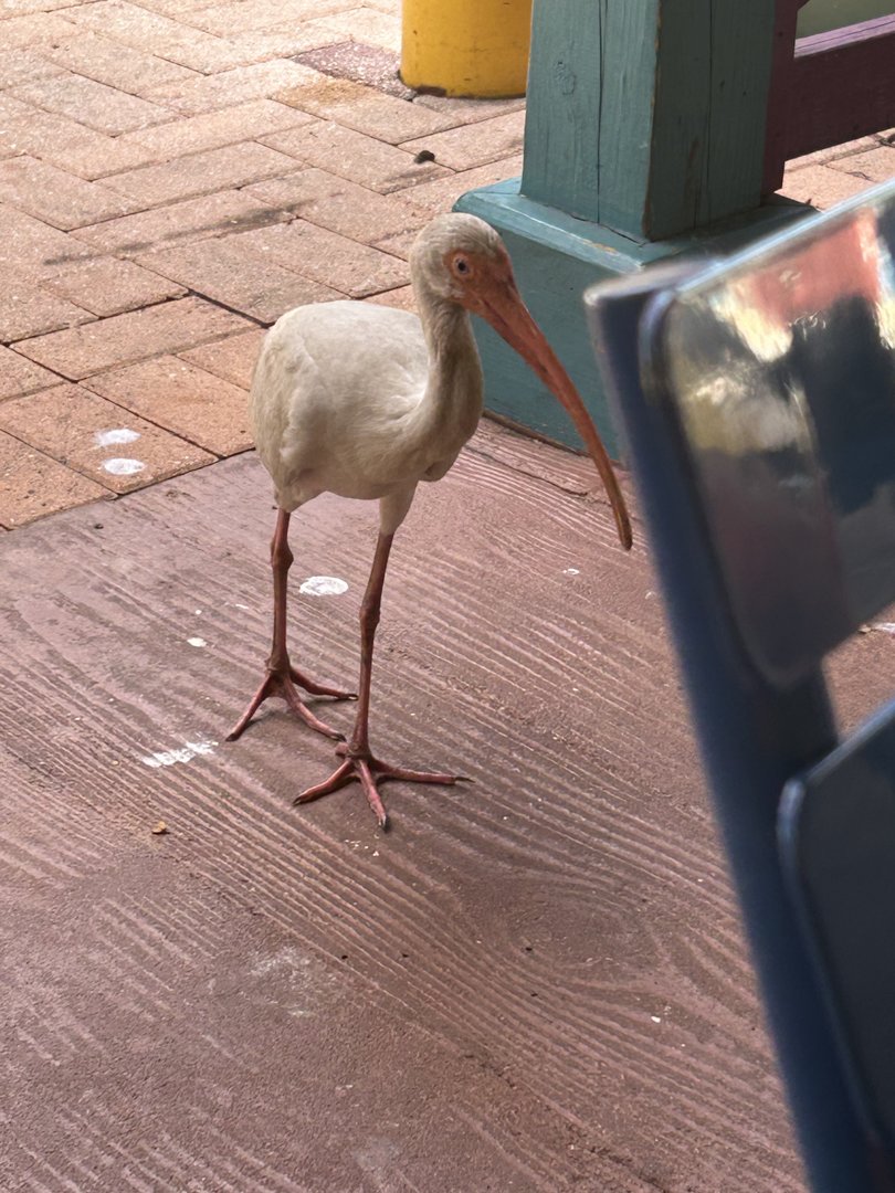 Jun. 2023- White ibis