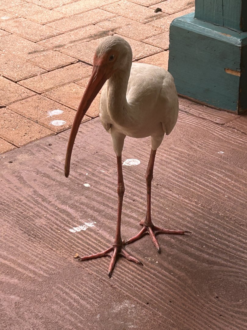 Jun. 2023- White ibis