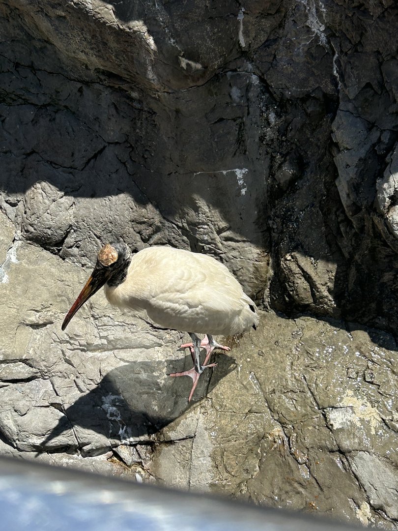 Jun. 2023- Wood stork