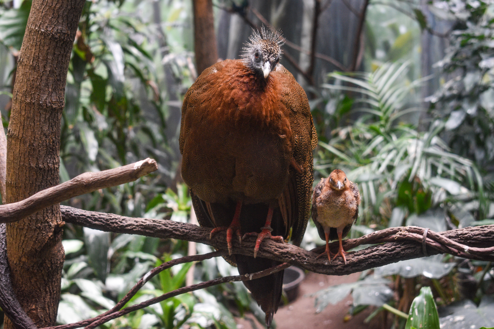 Jun. 2023 - World of Birds - Great Argus