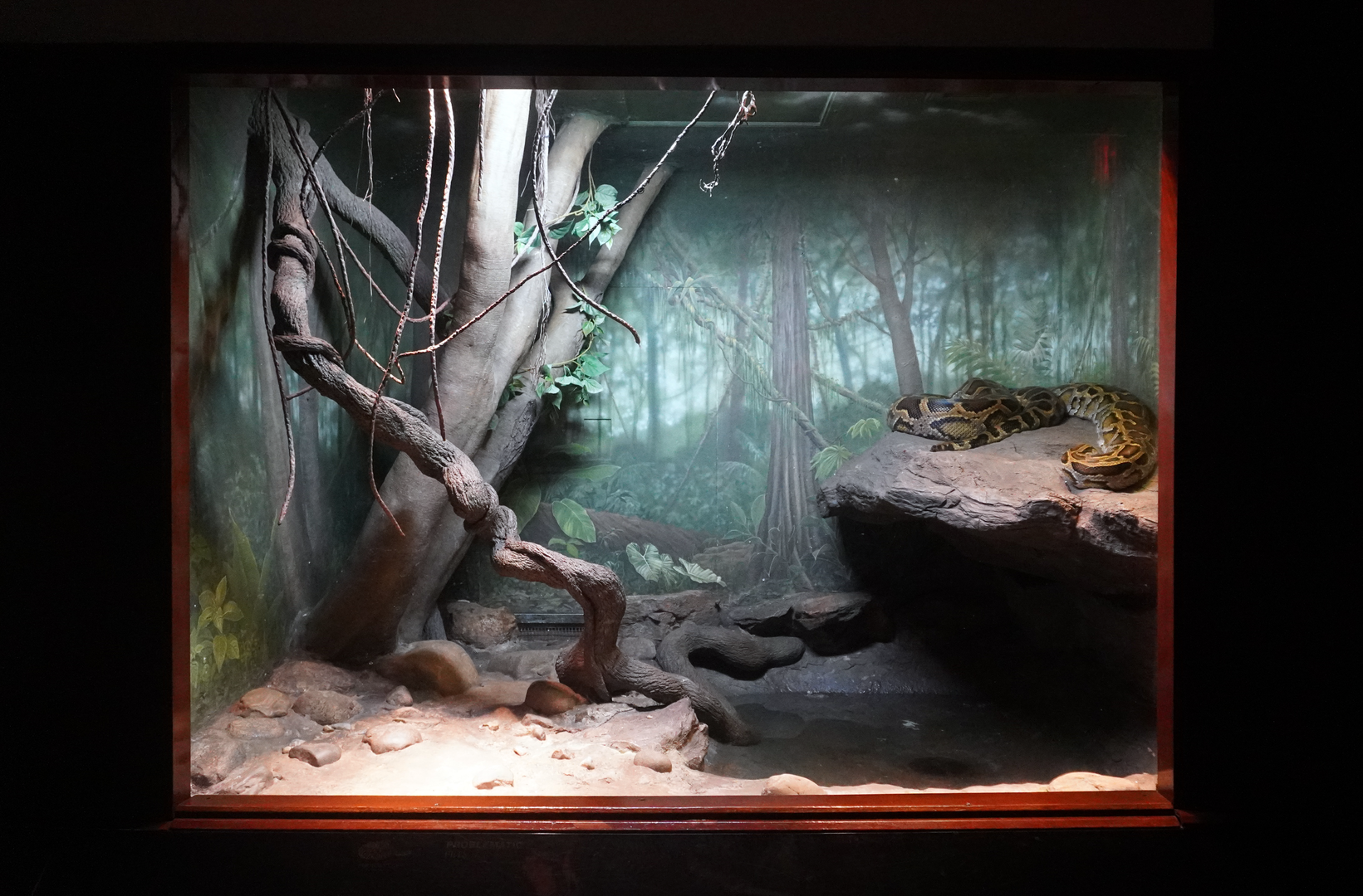 Jun. 2023 - World of Reptiles - Burmese Python Exhibit