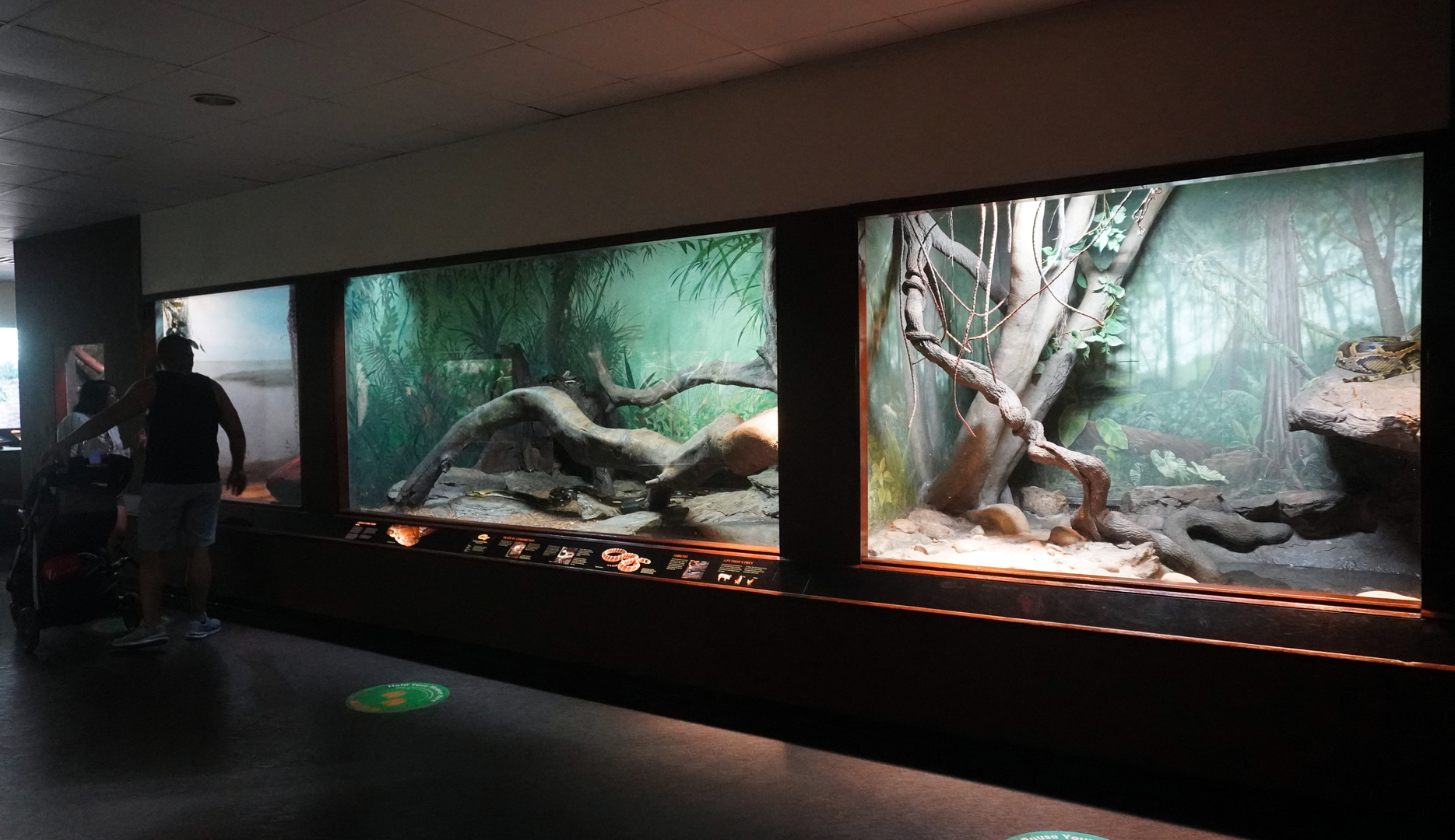 Jun. 2023 - World of Reptiles - Burmese Python + Reticulated Python + Green Anaconda Exhibits