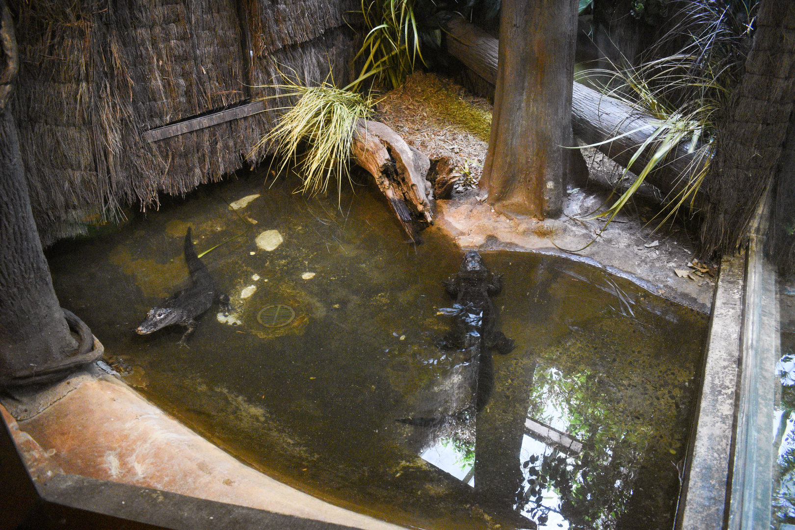 Jun. 2023 - World of Reptiles - Chinese Alligator Exhibit