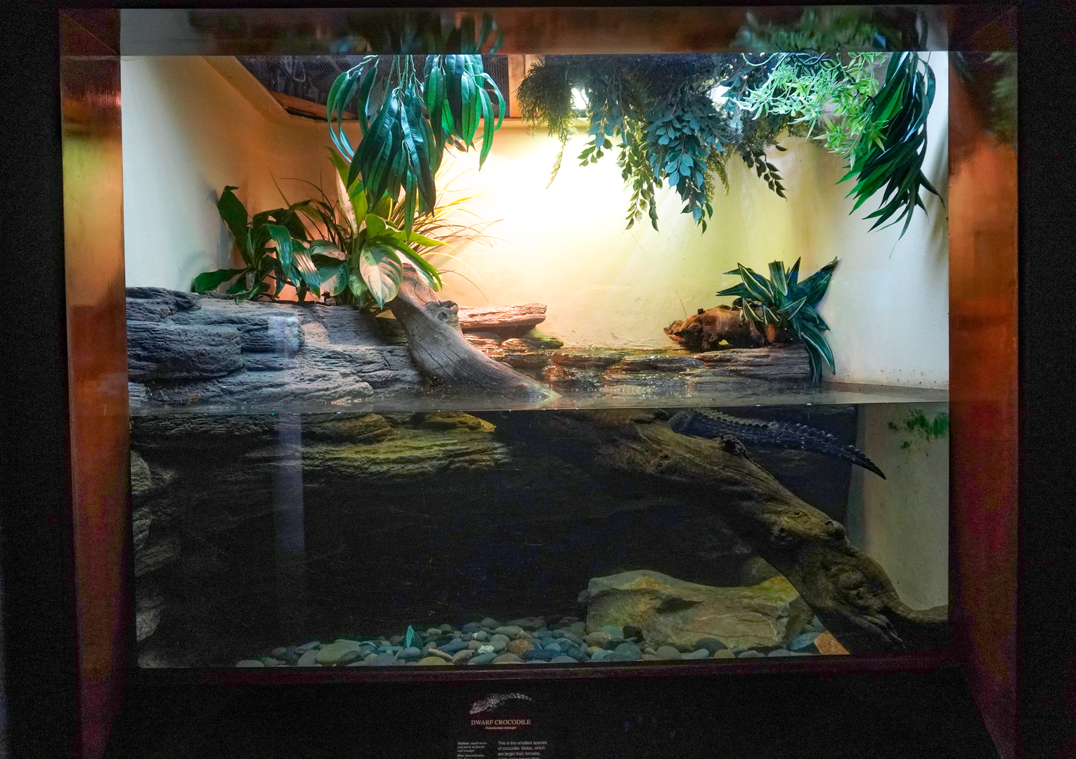 Jun. 2023 - World of Reptiles - Dwarf Crocodile Exhibit