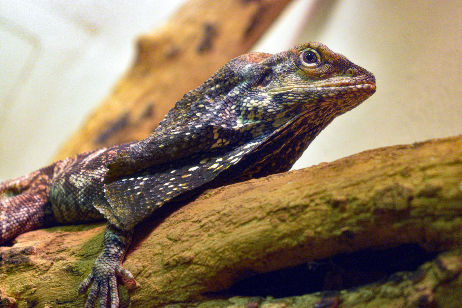 Jun. 2023 - World of Reptiles - Frilled Dragon